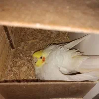 یه جفت عروس هلندی مولد فوق العاده زیبا|پرنده|تهران, اکباتان|دیوار