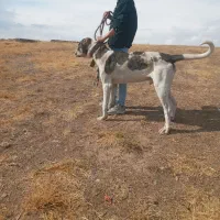 سگ سرابی اصیل قیمت مناسب|سگ|هشترود, |دیوار