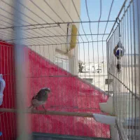 قناری نر مست معاوضه با دوتا جوجه قناری|پرنده|شیراز, دشت چنار|دیوار