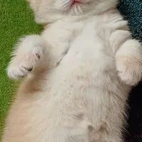 بریتیش خرسی  ny12 و ny11|گربه|رشت, نیکمرام|دیوار