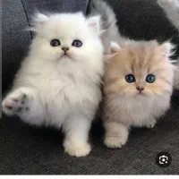 بچه گربه پیداشده
