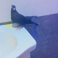 کبوتر سیاه ابادانی