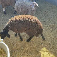 بره ماده ۲۵کیلویی
