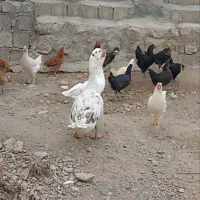 مرغ و جوجه و غاز