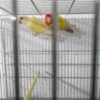 کوتوله برزیلی|پرنده|نی‌ریز, |دیوار