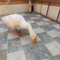 قو غاز اکراینی قشنگ ترین حیون|حیوانات مزرعه|اصفهان, شیخ طوسی|دیوار