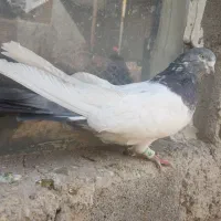 کفتر کله دمسبز فوق درشت نوک ریز|پرنده|ساوه, |دیوار