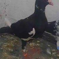 قره مینا