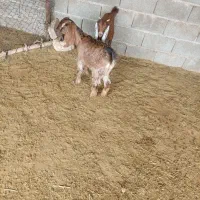 فروش فوری  دوعددکهری نر وماده