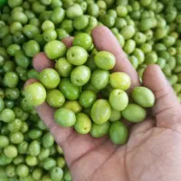 سردرختی و کیلویی