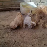 توله سگ|سگ|شوشتر, |دیوار