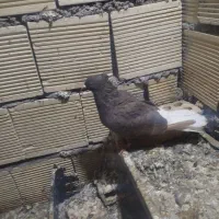 پرنده دم سفید ماده|پرنده|باوی, |دیوار