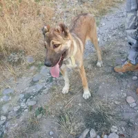 سگ دورگه|سگ|اردبیل, |دیوار