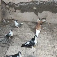 کفتر ساده زرد ساده پولکی