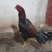 خروس|حیوانات مزرعه|خوی, |دیوار