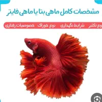 ماهی آکواریوم