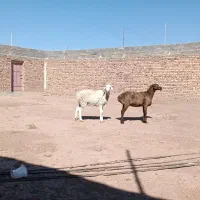 دوراس کاور عربی|حیوانات مزرعه|تربت جام, کاریز نو سفلی|دیوار