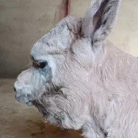 گوساله شاروله