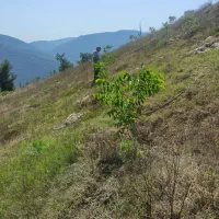 فروش باغ گردو 10500متر|فروش دفتر صنعتی، کشاورزی، تجاری|پل سفید, |دیوار