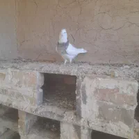 کبوتر|پرنده|شراء, |دیوار