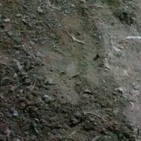 کود مرغی گوشتی سالنی|خدمات باغبانی و درختکاری|سارال, |دیوار