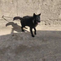 سگ ژرمن بلک|سگ|باقرشهر, |دیوار