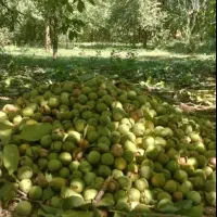 گردو زنی گردو تکان ماهر هستم