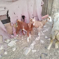 دو عدد بز جوان عدانی|حیوانات مزرعه|خورموج, |دیوار