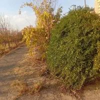 باغ فروشی با امتیازات کامل|فروش خانه و ویلا|فریمان, |دیوار