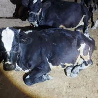دو عدد گاو و گوساله جوان