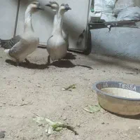 قوغاز آفریقایی