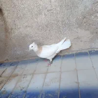 4عدد کبوتر معاوضه با عروس هلندی و مرغ عشق|پرنده|فیروزآباد (فارس), |دیوار