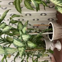 گلهای طبیعی آپارتمانی فریمان|گل و گیاه طبیعی|فریمان, |دیوار