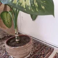 گل دیفن|گل و گیاه طبیعی|کرمانشاه, |دیوار