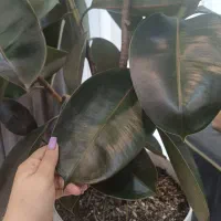 فیکوس بلک