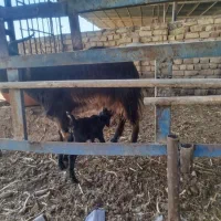 بز وکهر نر|حیوانات مزرعه|مرودشت, کناره|دیوار