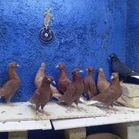 8عدد دم سفید