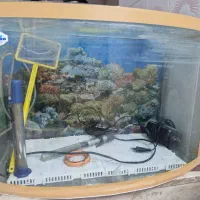 آکواریوم ماهی