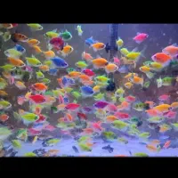 ماهی آکواریومی