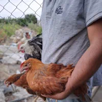 خروس بومی|حیوانات مزرعه|شاهینشهر, گرگاب|دیوار