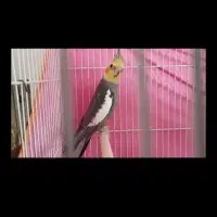 یک نروماده عروس هلندی سیامون به ظمانت و نر لوتینو