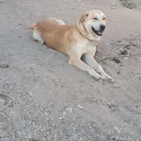 سگ پژدر|سگ|شاهین دژ, |دیوار