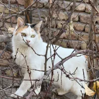 واگذاری حیوان خانگی