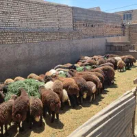 دامداری مجهز به ۵۰۰راس دام نرینه ماده سبک سنگین|حیوانات مزرعه|مشهد, توس (بلوار توس)|دیوار