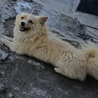 سگ پامر