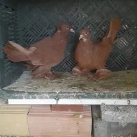 کبوتر