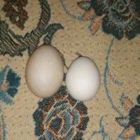 ۲ عدد اردک ماده تخم گذار بالغ|حیوانات مزرعه|شیروان (خراسان), |دیوار