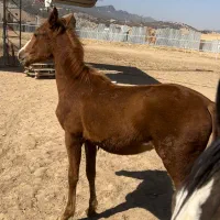 کره مادیون جنس دار درجه یک دنیای خون|اسب و تجهیزات اسبسواری|شیراز, قلات|دیوار