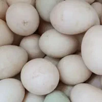 تخم اردک محلی