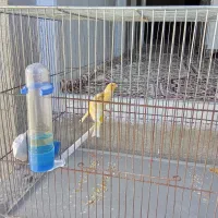 سلام عشق بازان قناری